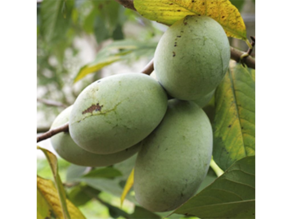 Asimina triloba cv. ´Maria´s Joy´ - paw-paw (indian banane)
