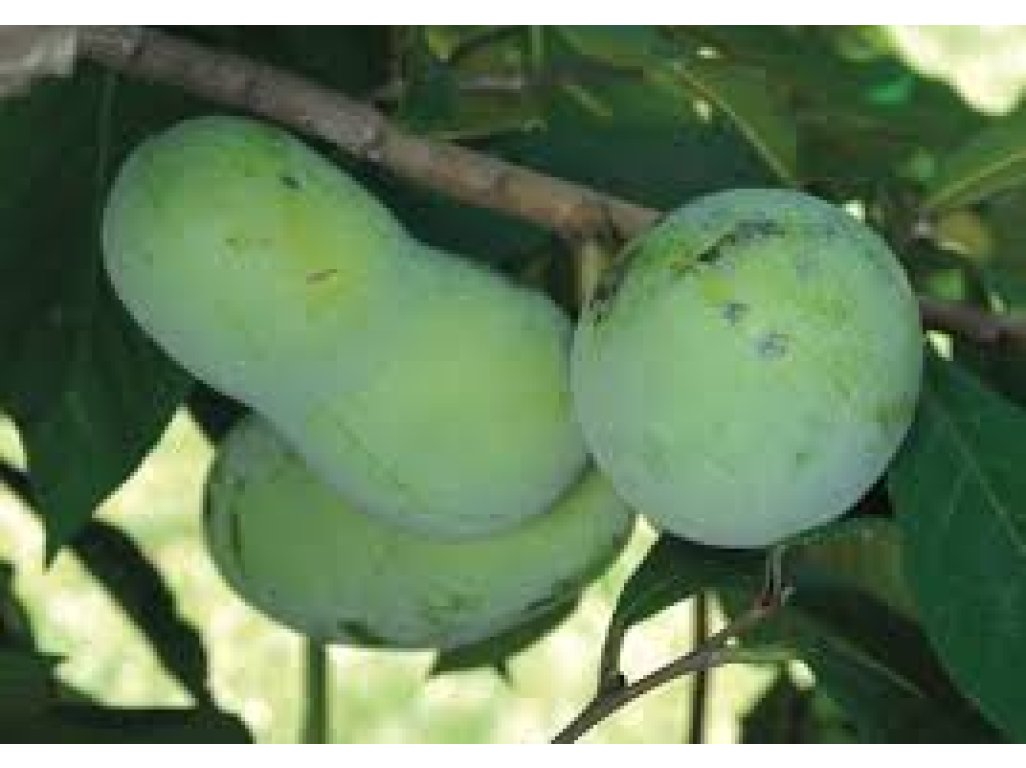 Asimina triloba cv. ´Pensylvania Golden 4´ - paw-paw (indian banane)