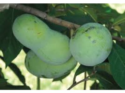 Asimina triloba cv. ´Pensylvania Golden 4´ - paw-paw (indian banane)