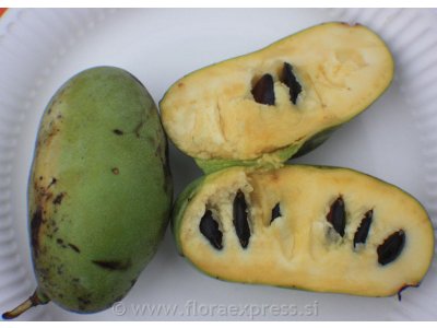 Asimina triloba cv. ´Sunflower´ - paw-paw (indian banane)