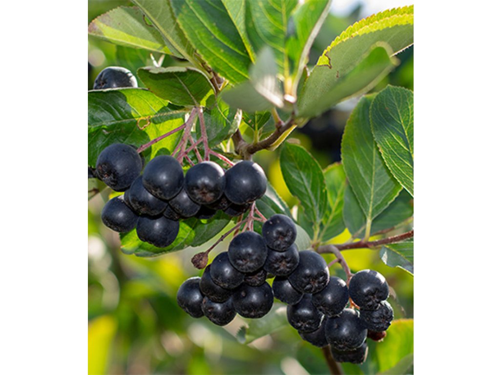 Aronia 'Autumn Magic'  - chookeberry