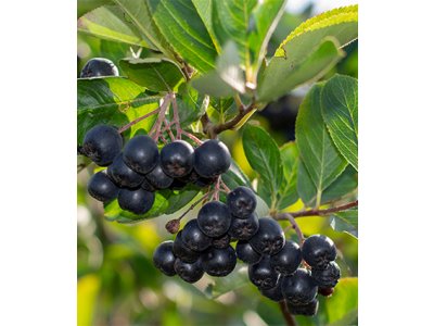 Aronia 'Autumn Magic'  - chookeberry