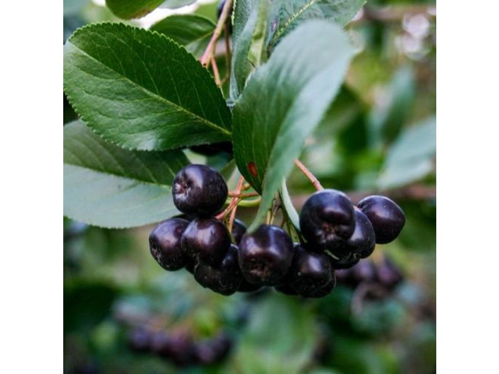 Aronia mitschurini 'Amit' - chookeberry