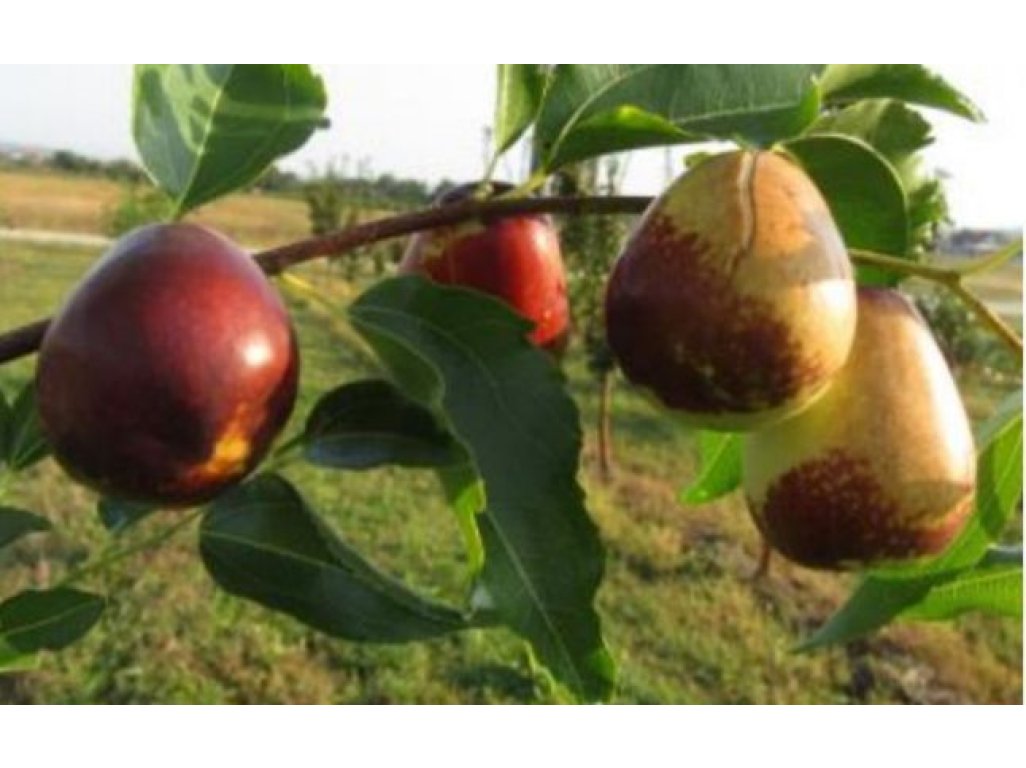 Ziziphus jujuba 'Lang' - jujube EXTRA large plant