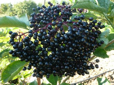 Sambucus nigra 'Sambo' - black elder fruit variety