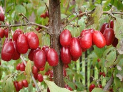 Cornus mas ´Jolico´ - big fruit Cornelian Cherry