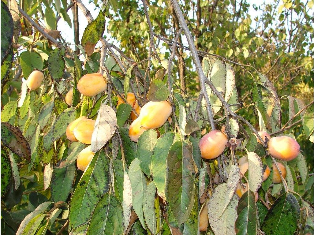 Diospyros virginiana ´Geneva Long´ - hardy persimmon /SUMMER 2026/