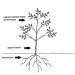 Rootstocks for fruit trees