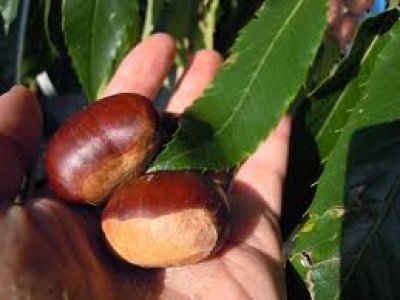 Castanea sativa ´Bouche de Betizac´ - sweet chestnut