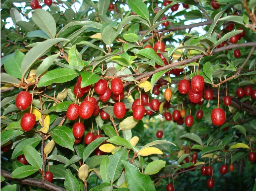 Elaeagnus multiflora 'Leonore' - goumi - goumi