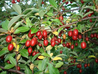 Elaeagnus multiflora 'Leonore' - goumi - goumi