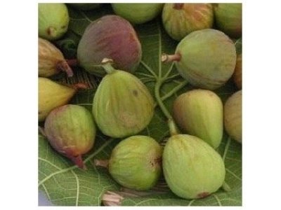 Ficus carica ´Della Signora´ - figs