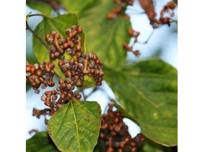 Hovenia dulcis - sweet pulp stalk