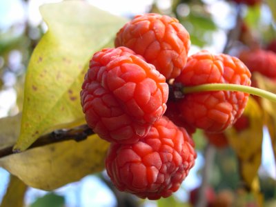 Cudrania tricuspidata 'Darrow' - cudrang, che