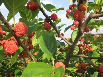 Cudrania tricuspidata ´Norris´ - female variety "CHE"