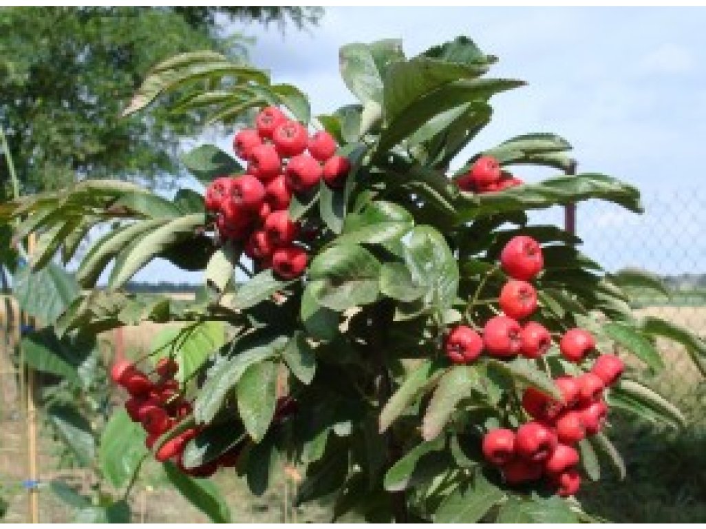 Sorbus ´Desertnaya´ - large-fruited rowan