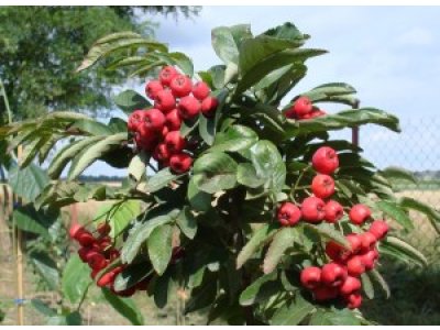 Sorbus ´Desertnaya´ - large-fruited rowan