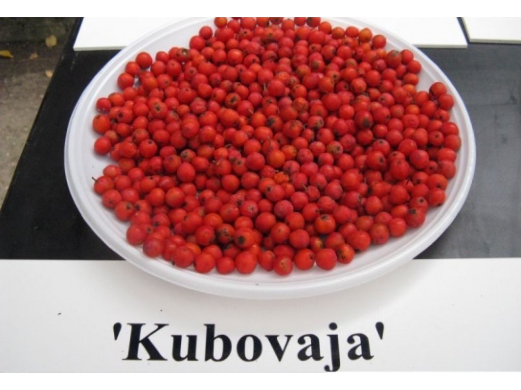 Sorbus ´Kubovaja´ - large-fruited rowan