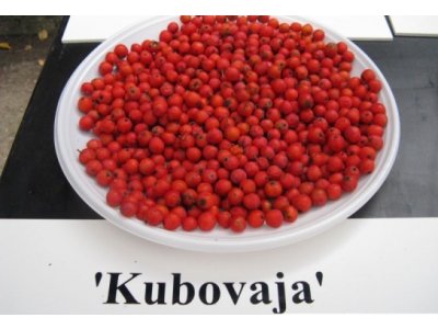Sorbus ´Kubovaja´ - large-fruited rowan