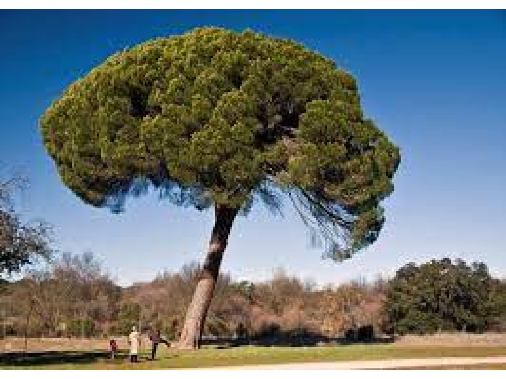 Pinus pinea - pine tree