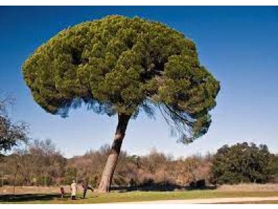 Pinus pinea - pine tree