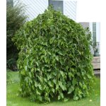 Other mulberry varieties