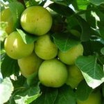 Other plum varieties