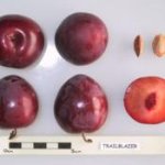 Large-fruited myrobalans and mirabelles