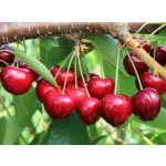 Cherries