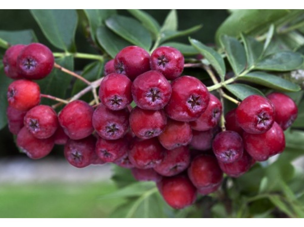 Sorbus ´Likernaja´ - large-fruited rowan