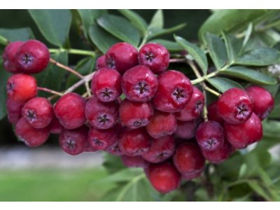 Sorbus ´Likernaja´ - large-fruited rowan