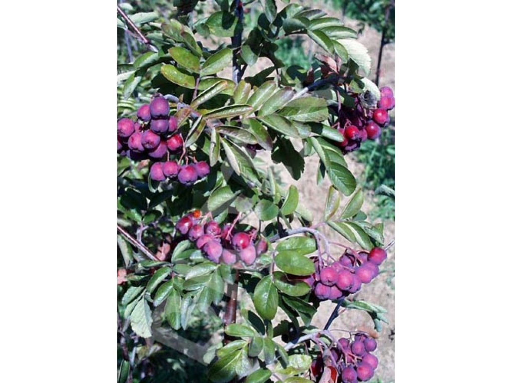 Sorbus ´Titan´ - large-fruited rowan