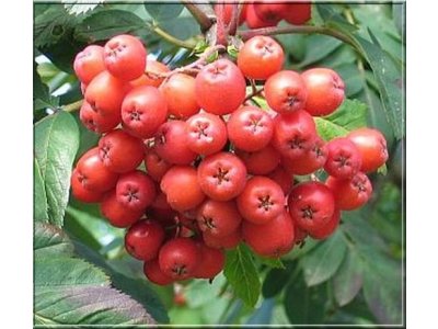 Sorbus aucuparia ´Alaja Krupnaya´ - large-fruited rowan