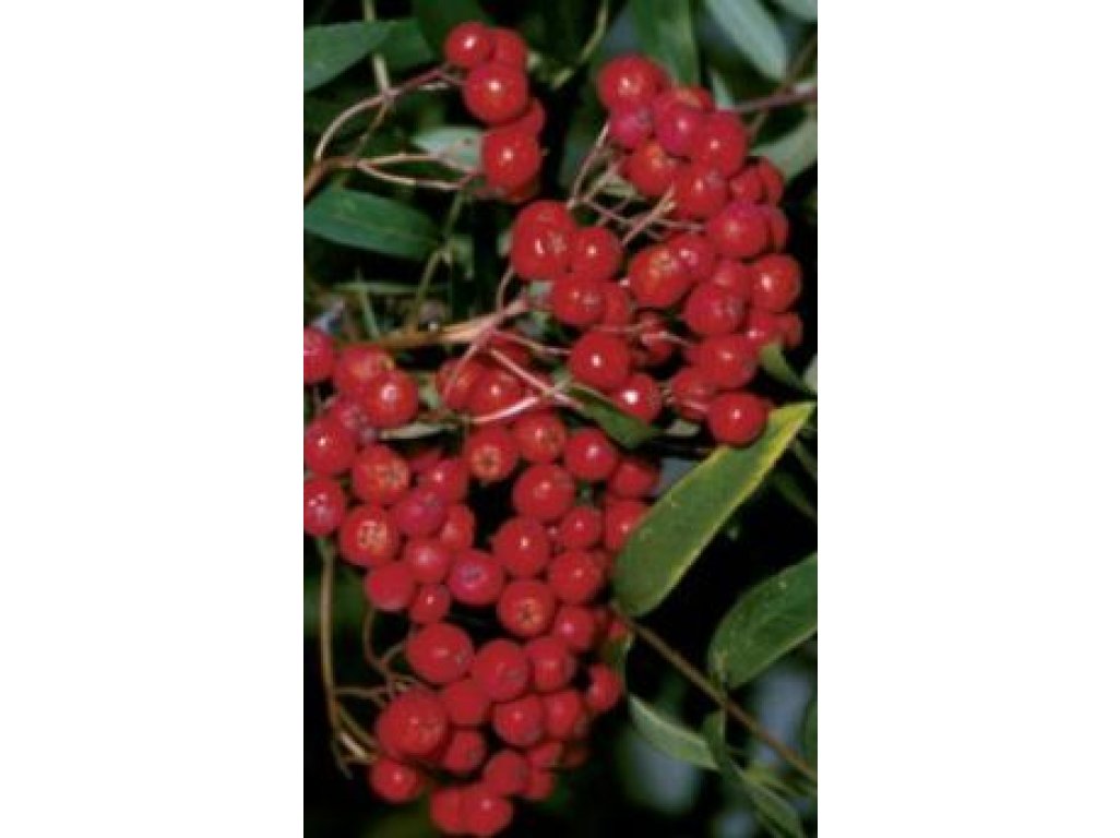 Sorbus aucuparia ´Moravian Sweet´ - large-fruited rowan