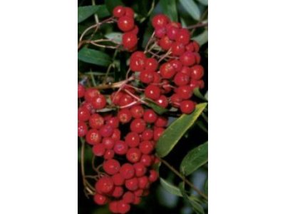 Sorbus aucuparia ´Moravian Sweet´ - large-fruited rowan