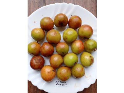 Sorbus domestica ´TYPE 1´ - large-fruited Service-tree