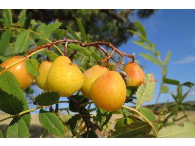 Sorbus domestica ´TYPE 2´ - large-fruited Service-tree