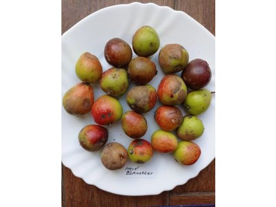 Sorbus domestica ´TYPE 3´ - large-fruited Service-tree