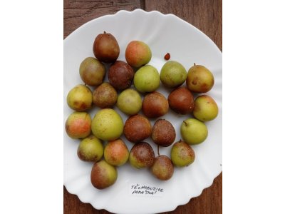 Sorbus domestica ´TYPE 4´ - large-fruited Service-tree