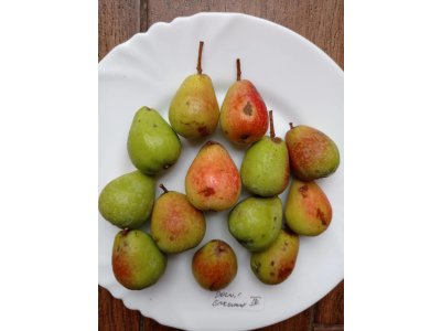 Sorbus domestica ´TYPE 5´ - large-fruited Service-tree