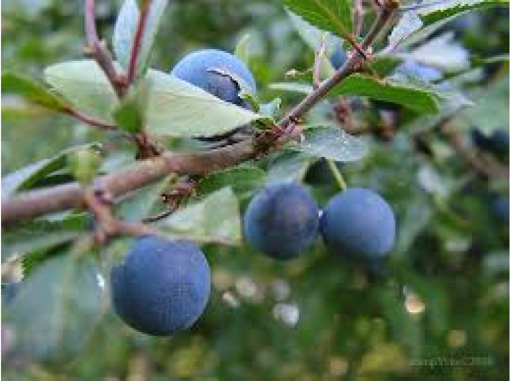 Prunus spinosa 'Hevershlehe' - large-fruited blackthorn