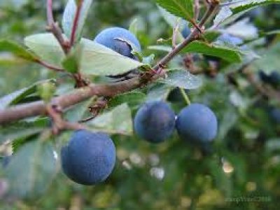 Prunus spinosa 'Hevershlehe' - large-fruited blackthorn