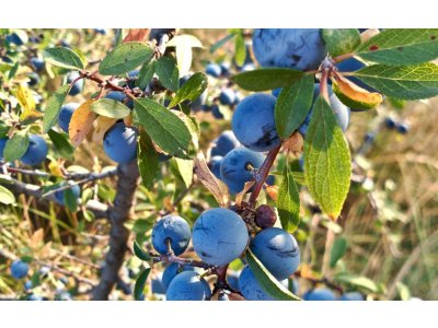 Prunus spinosa 'Reto' - large-fruited blackthorn