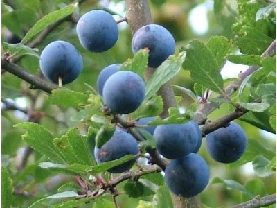 Prunus spinosa 'Rossatz' - large-fruited blackthorn