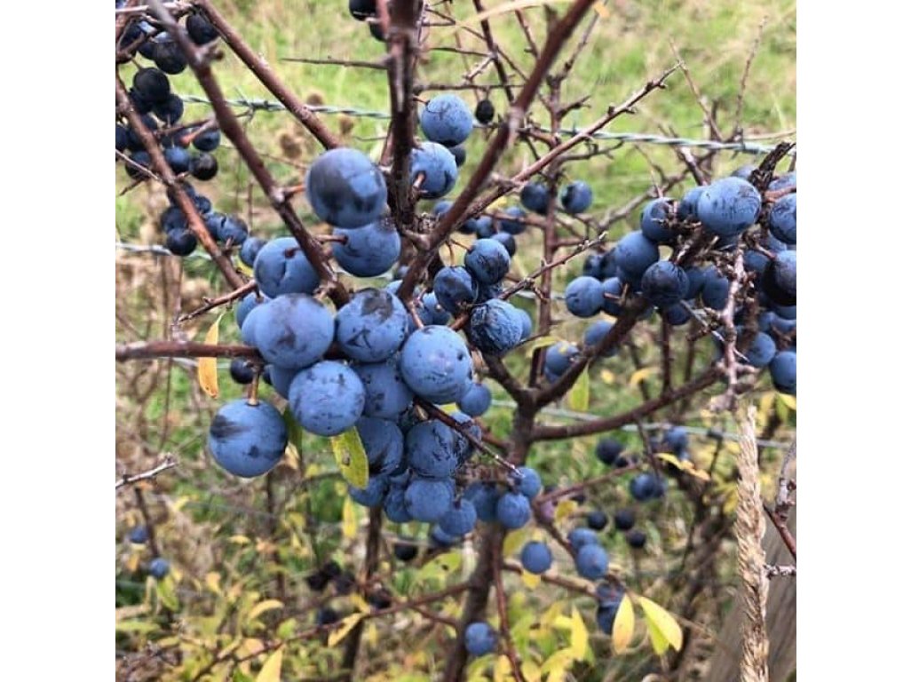 Prunus spinosa 'Weinerweld' - large-fruited blackthorn