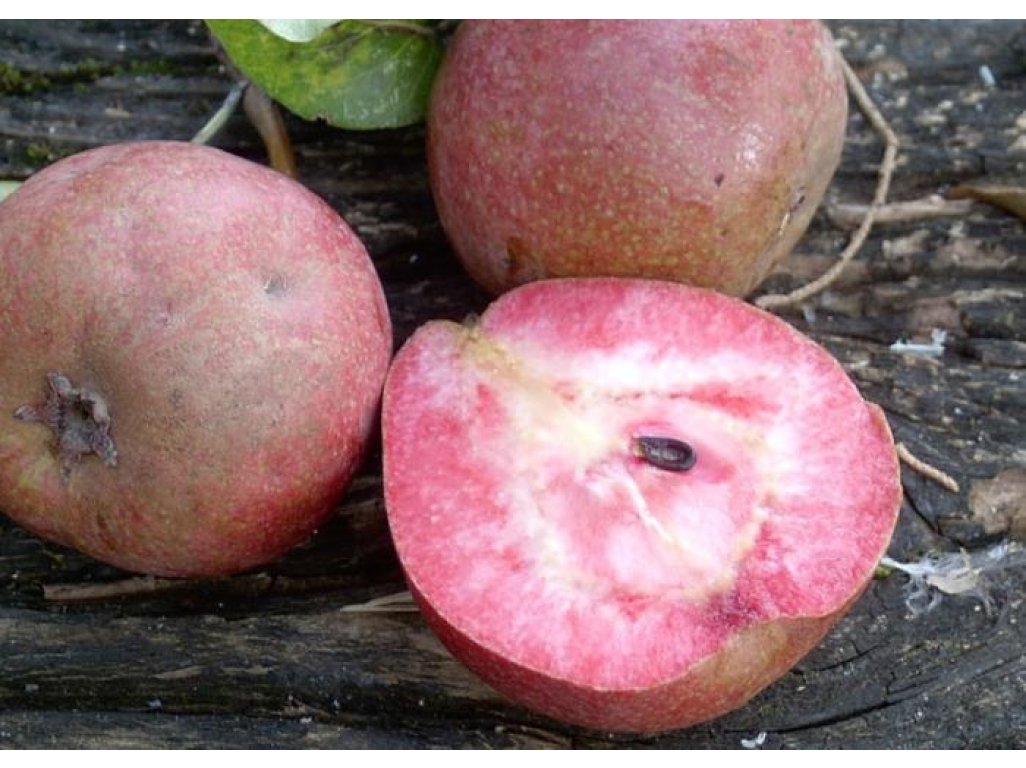 Pyrus communis ´Cocomerina´ - summer variety
