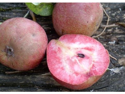 Pyrus communis ´Cocomerina´ - summer variety