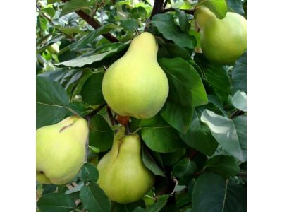 Cydonia oblonga 'Wolgogradskaja Miagkoplodnaja' - pear quince
