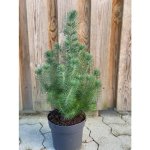 Coniferous tree species