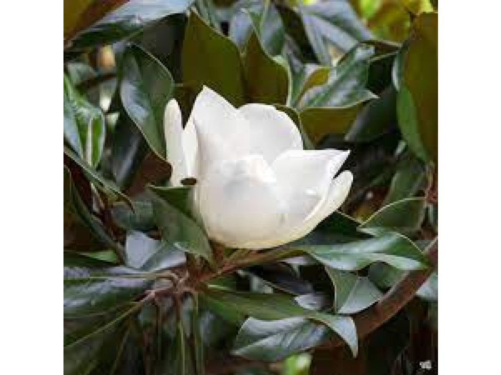 Magnolia grandiflora ´Edith Bouge´ - evergreen magnolia
